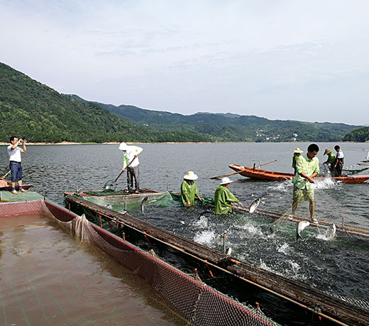 湖北胖頭魚(yú)廠家